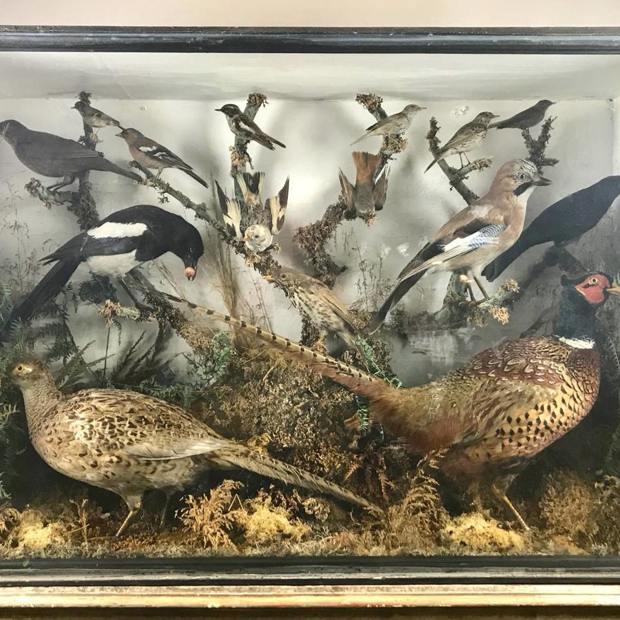Large Cased Display of Taxidermy Birds