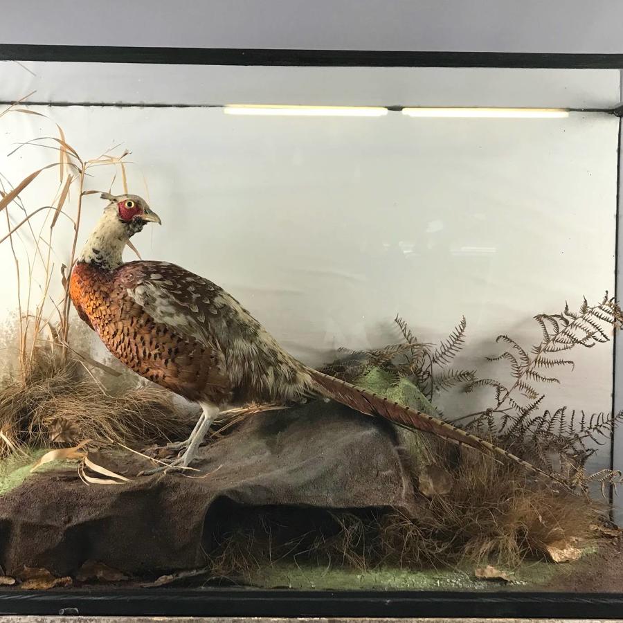 Cased Taxidermy of a Cock Pheasant
