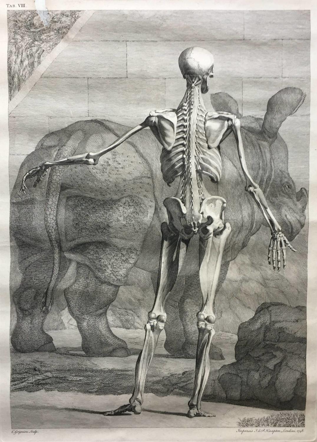 After Jan Wandelaar, Two Engravings of Skeletons, Published by Knapton  1749