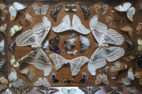 Edwardian Cased Display of Butterflies & Moths