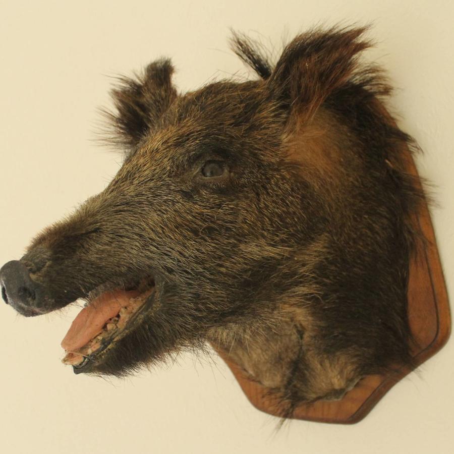 Taxidermy - A Stuffed & Mounted Boar`s Head