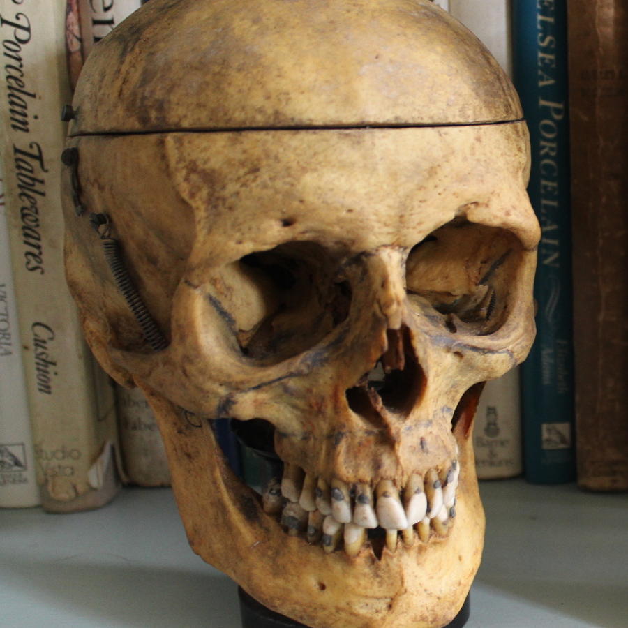 A Vintage Articulated Human Skull