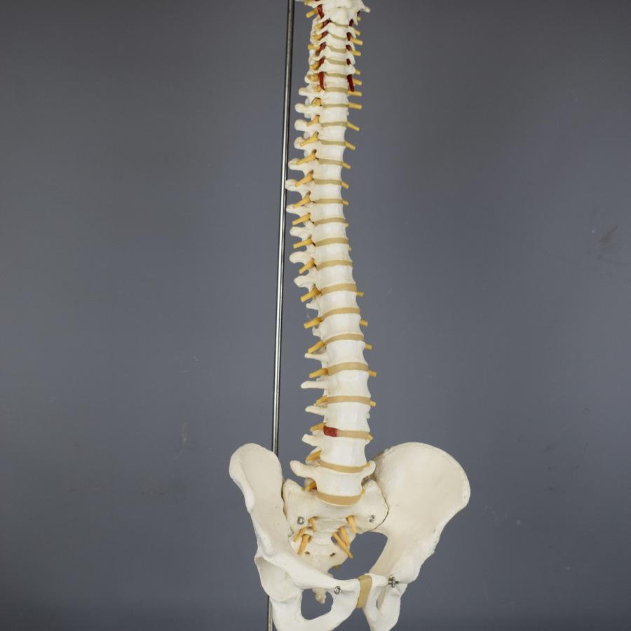 A Vintage Anatomical Model