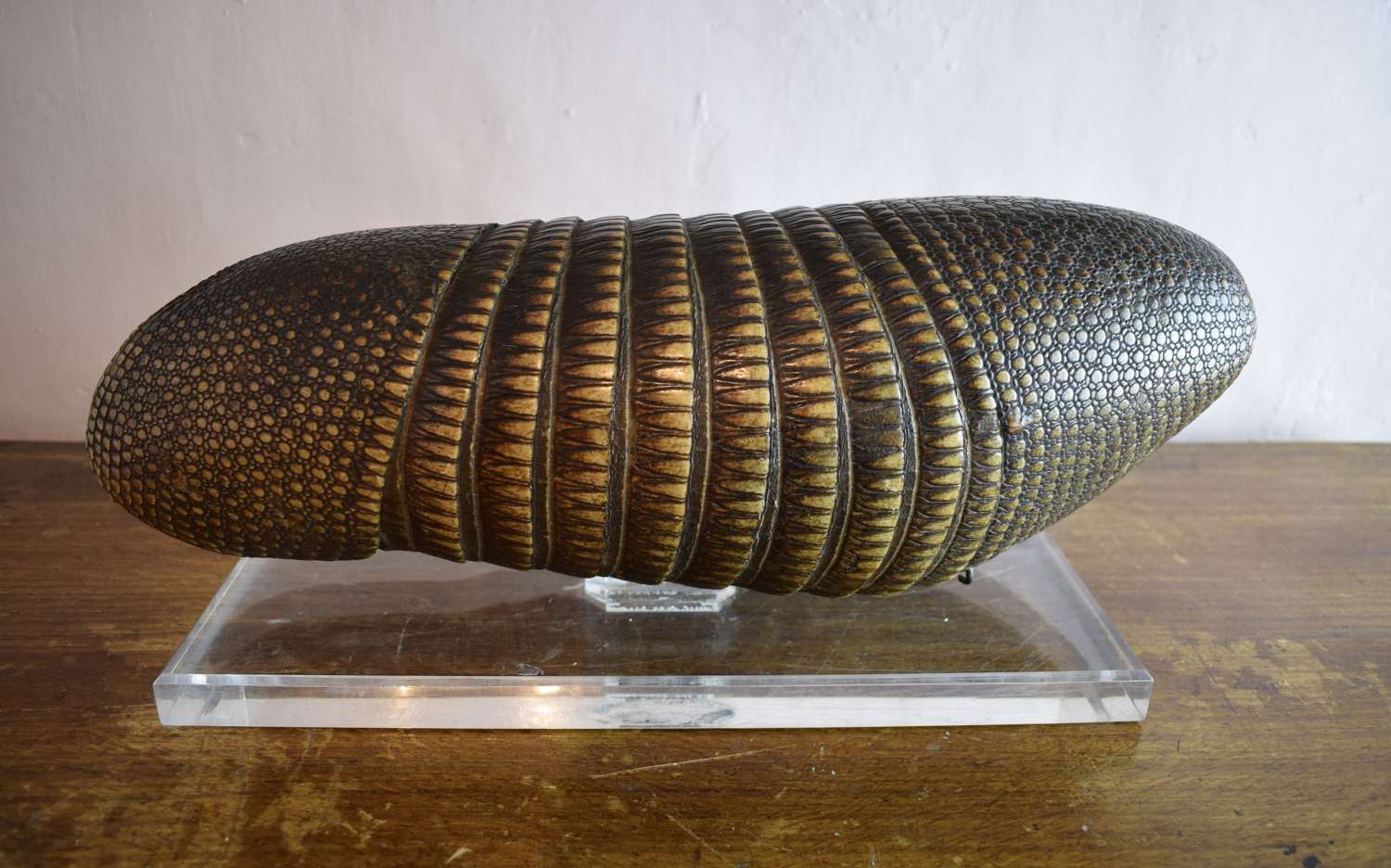 Antique Nine Banded Armadillo Shell