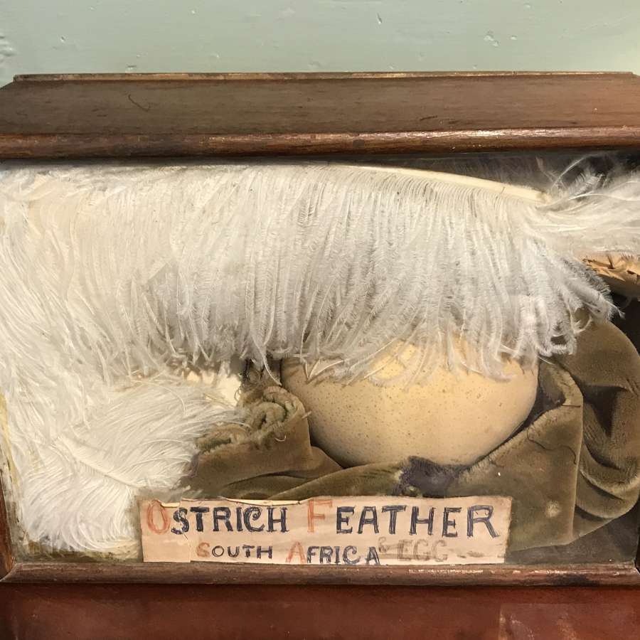 Unusual Cased Display of an Ostrich Feather & Egg