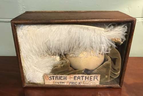 Unusual Cased Display of an Ostrich Feather & Egg