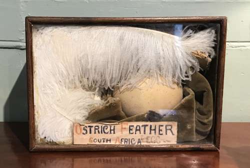 Unusual Cased Display of an Ostrich Feather & Egg
