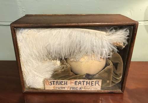 Unusual Cased Display of an Ostrich Feather & Egg