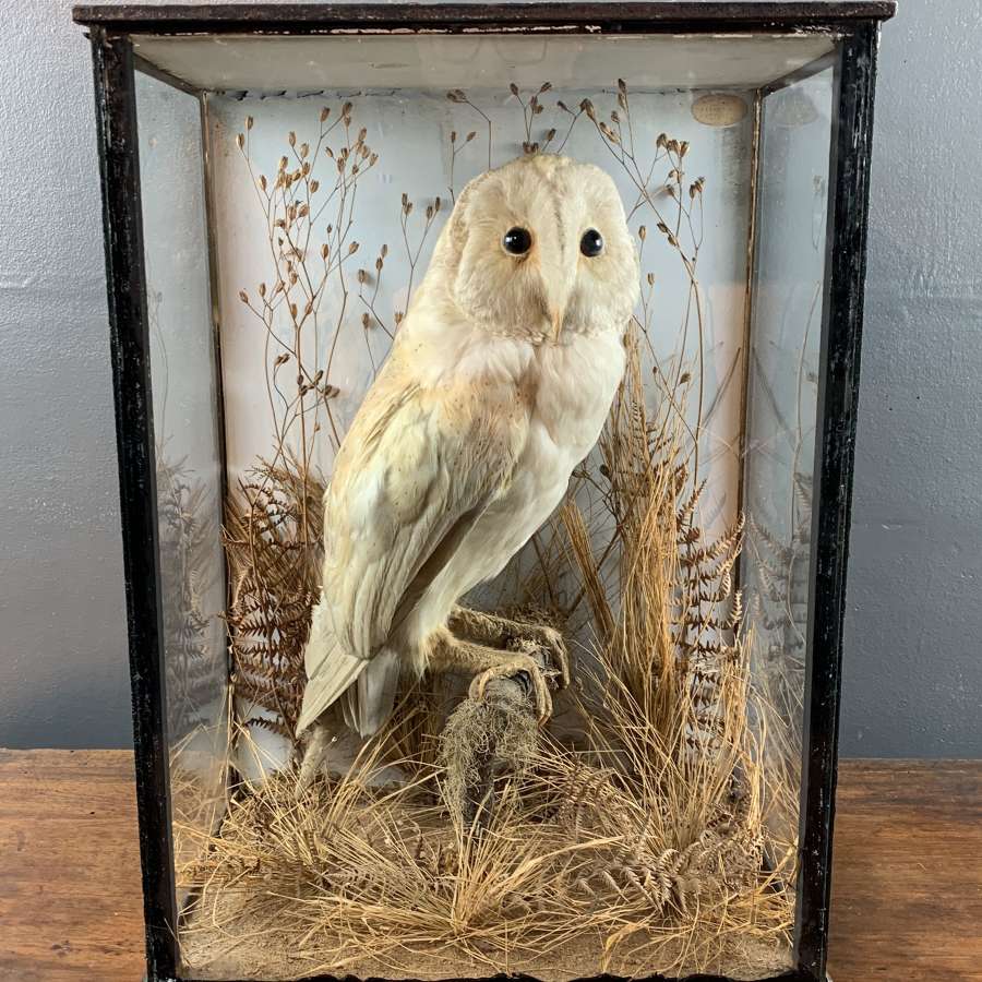 Victorian Taxidermy Barn Owl