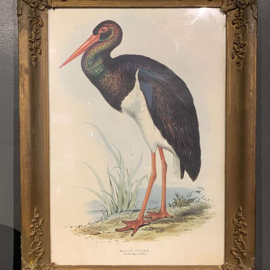 Edward Lear Lithograph 'Black Stork' from John Gould's Birds of Europe