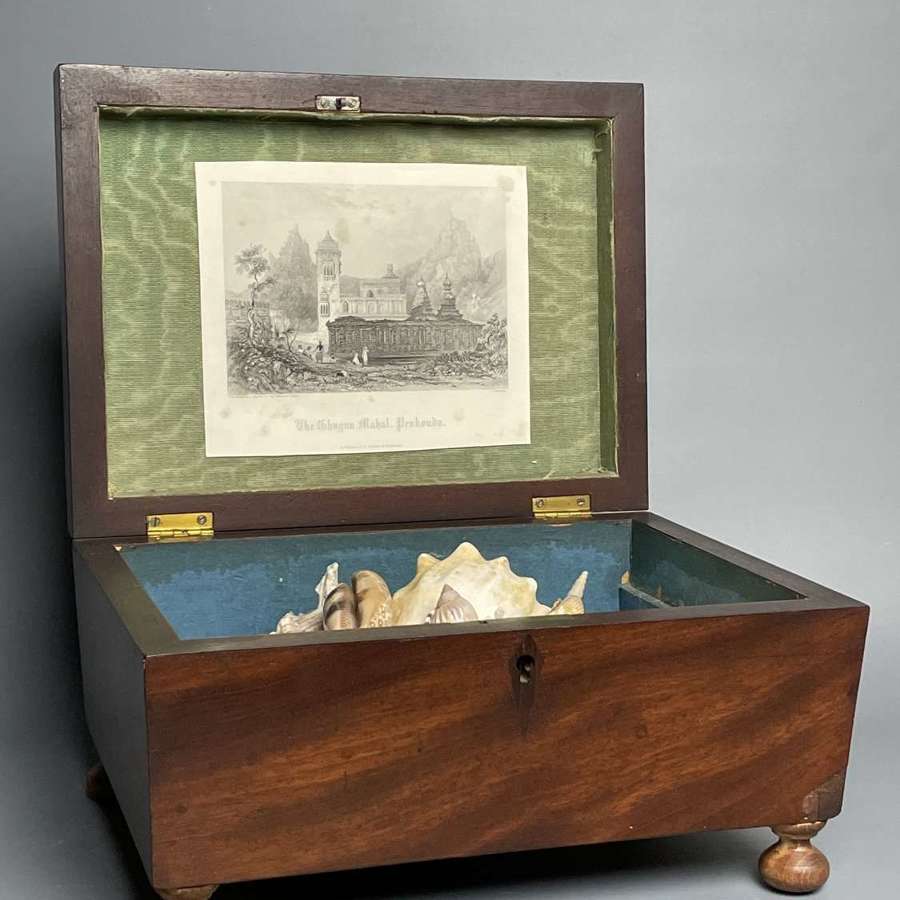 William IV Mahogany Box with Shell Display