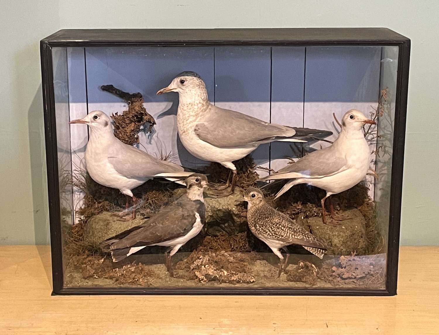 Cased Taxidermy Sea Birds by H P Shopland of Torquay