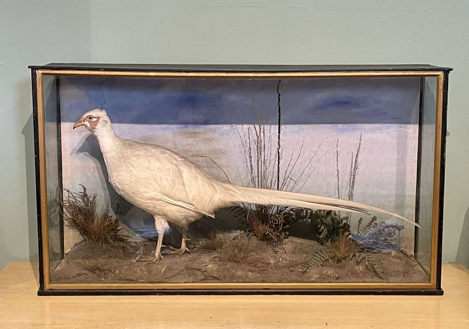 Victorian Cased Taxidermy White Pheasant