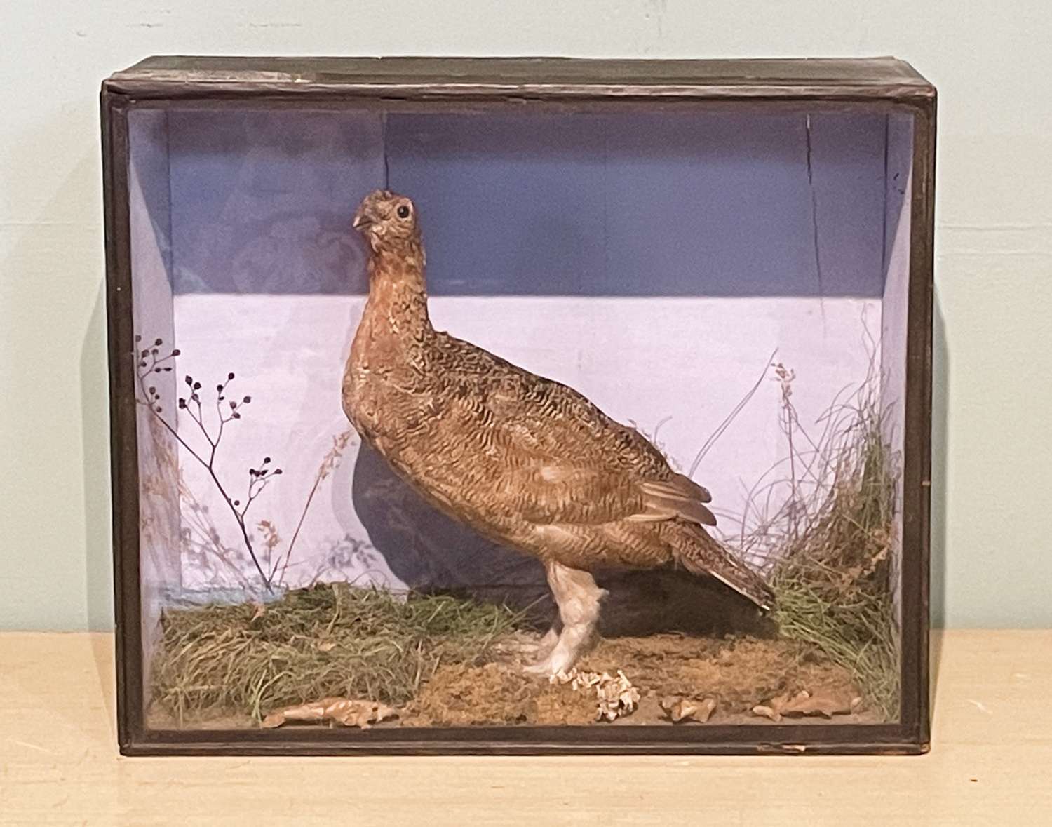 Victorian Cased Taxidermy Grouse