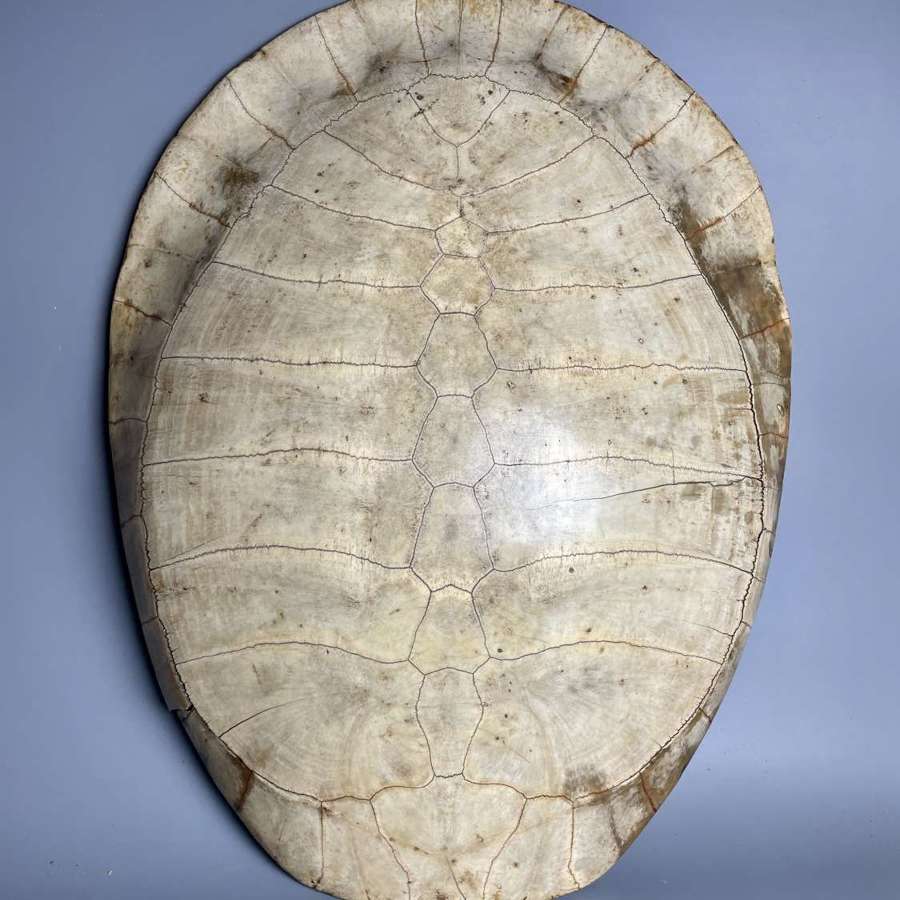 Large 19th Century Blonde Turtle Shell