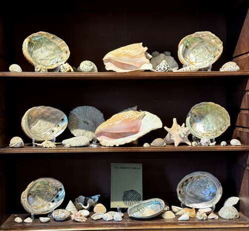 Large Collection of Sea Shells