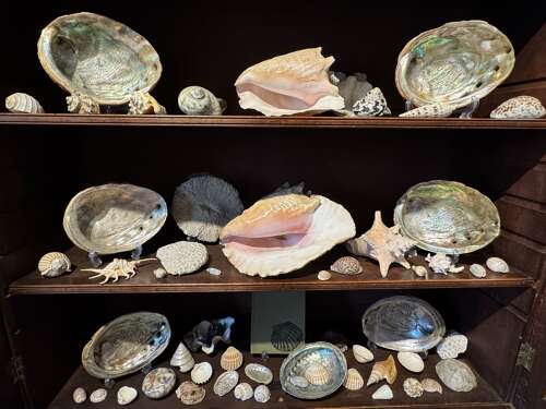Large Collection of Sea Shells