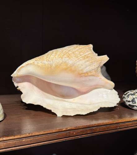 Large Collection of Sea Shells