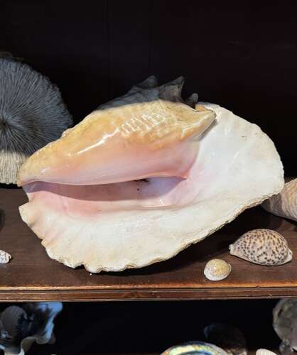Large Collection of Sea Shells