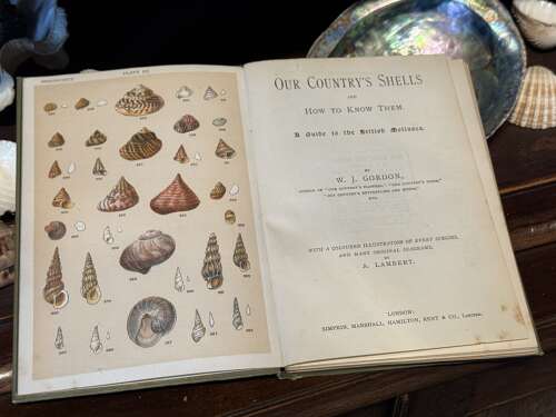 Large Collection of Sea Shells
